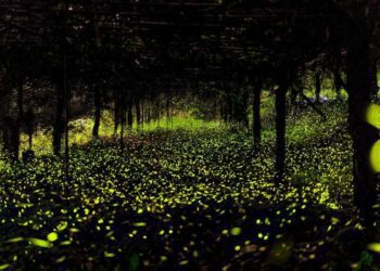 漾新聞|螢光仙境在那瑪夏 爆量火金姑如夢似幻