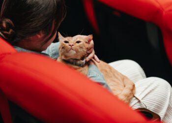 漾新聞|貓咪也能看電影！內惟藝術中心18隻貓主包場《喵的奇幻漂流》