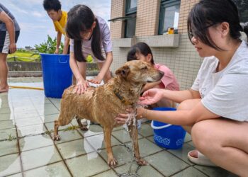 漾新聞｜高大寵研社洗狗大會開洗！讓浪浪迎夏天、傳遞尊重生命的溫暖力量