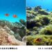 綠島知名潛點小丑島 海洋生態重現生機