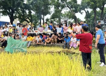 漾新聞|吉東國小端午割稻傳承與感恩