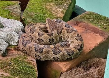 家中毒蛇當草繩 新北動保處即刻解圍