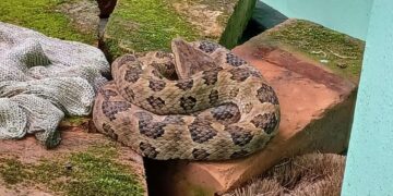 家中毒蛇當草繩 新北動保處即刻解圍