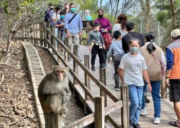 宣導人猴共存 壽山動物園徵金句 「光室咖啡」周年慶