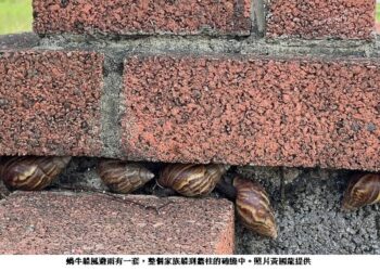 蝸牛(路螺) 避水逃生也是有一套的