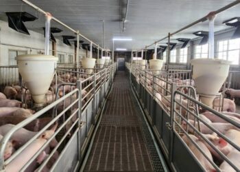 畜牧業轉型 翻轉養豬印象 台中市毛豬產銷班第三班榮獲永續微電影銅獎