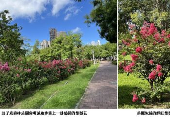 高雄市凹子底公園紫薇花盛開