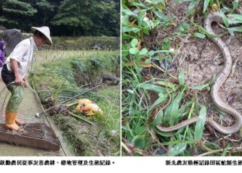 世界蛇日呼籲棲地保育 新北農友積極記錄田區蛇類生態