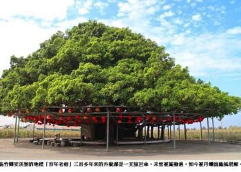 南台灣最美的綠巨傘「安溪寮百年老榕」被丹娜絲颱風裂解了