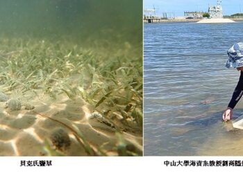守護海底綠洲　中山大學攜手南山人壽啟動貝克氏鹽草復育計畫