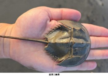 復育台灣「活化石」鱟類　中山大學張懿獲海洋保育貢獻楷模獎
