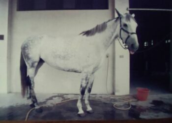 高雄左營馬場 sunny 曾經有過慶生會 疝痛死亡還有喪禮
