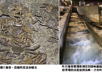 「蟹」潮大爆發！碧潭堰直擊 毛蟹瘋狂爬 震撼畫面曝光