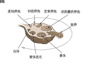 卵巢功能可AI預測　東京大學新技術助攻備孕與不孕治療