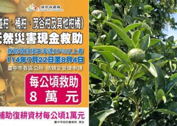 中市椪柑受天然災害影響 中市農業局提醒：8/4前可申請現金救助