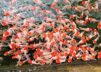 年產值超過十億、產量占全台七成 屏東觀賞魚蓬勃生機 游向世界舞台
