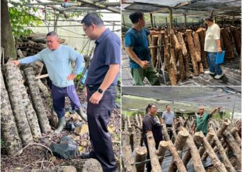 苗栗原鄉推動段木香菇林下經濟 三位養菇達人獲選示範基地