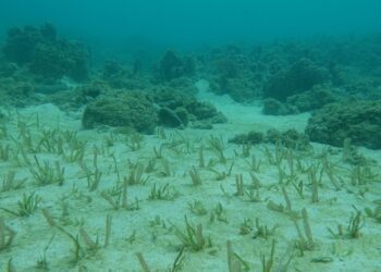 海草復育與紅樹林植林方法學正式通過　開啟藍碳治理新契機
