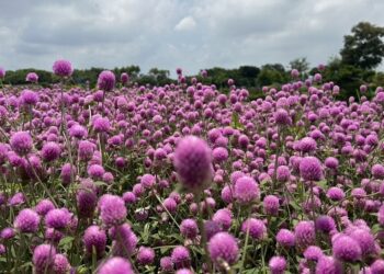1000株千日紅夢幻登場！ 后里環保公園化身粉紫童話花園