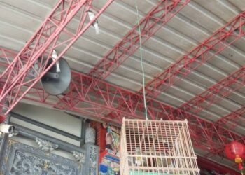 「都市三俠」之一的鳥類 白頭翁在廟簷下繁殖