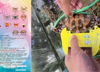 禁捕售！禁拔卵！8/1至12/31 保護抱卵母蟹 一起守護你我的海洋