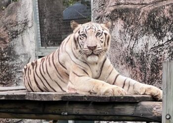 壽山動物園萌虎出動推保育 紙風車劇團8/2旗糖農創園區上演老虎劇碼