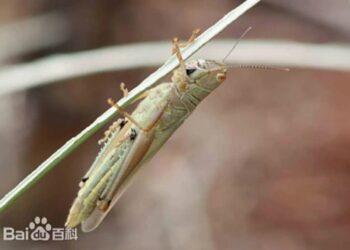 新北近期出現「異歧蔗蝗」 北市府呼籲市民無需緊張！
