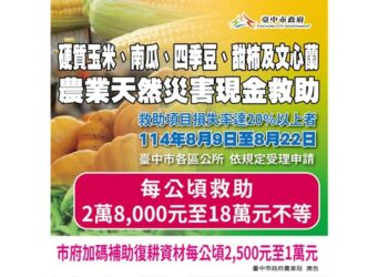 中市甜柿、硬質玉米、南瓜、文心蘭、四季豆災損　8/22前可申請現金救助