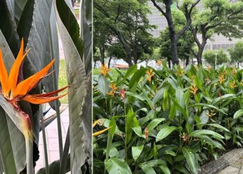 高雄市凹子底森林公園「鶴望蘭」（天堂鳥）花開迎人相映美