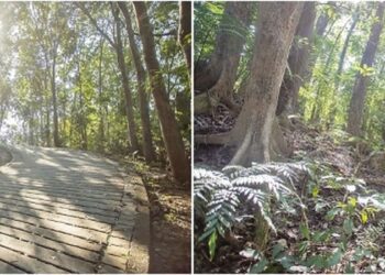 嘉義市後花園蘭潭後山步道 明（15）日起恢復開放