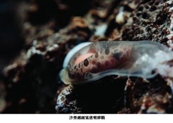 透明卵鞘見證鯊魚新生 夜宿海生館帶你邂逅陸蟹護幼之旅
