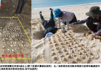 海龜產卵創新高！全台6處棲地傳來「龜」喜訊