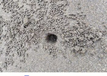 台南小美軍海灘股窗蟹創作的藝術品