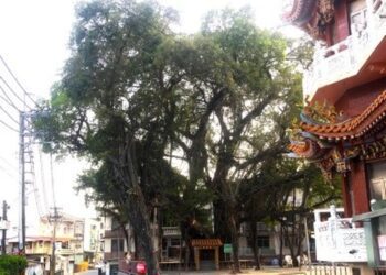 台南老榕罹癌 旗山鯤洲宮有治癒實例