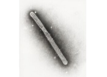 英格蘭德文郡爆H5N1禽流感　當局撲殺家禽並設防疫區