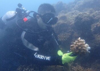 《海洋生物復育措施辦理原則及實施辦法》正式上路　建立制度化復育機制守護臺灣海洋生態