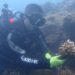 《海洋生物復育措施辦理原則及實施辦法》正式上路 建立制度化復育機制守護臺灣海洋生態