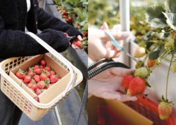 苗栗景點｜草莓控必收 嚴選7家大湖草莓園 一窺其中