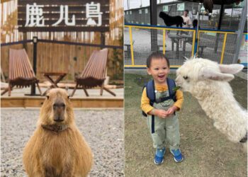 南部景點｜南部六大特色農場 鹿ㄦ島水豚生態園區、三隻小豬萌翻