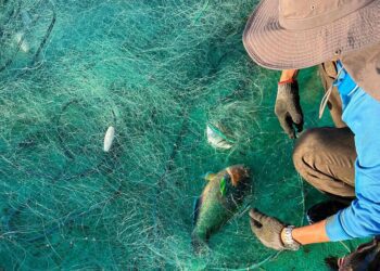 守護海洋資源 嚴禁非法漁業活動