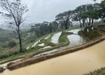 遇見雞母嶺百年水梯田重現 「漫遊山海線」驚艷落羽松秘境