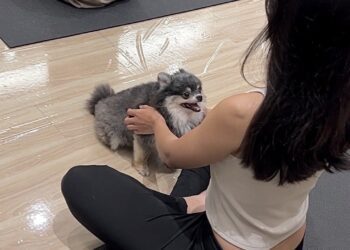 高雄市首推狗狗瑜珈！與流浪狗共享愛與療癒的時刻