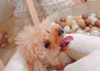 毛孩也能享有身心靈服務！回訪率超高的桃園寵物旅館《家毛孩療癒旅館》