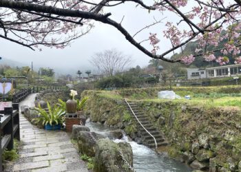 2025竹子湖海芋季浪漫登場 白色花海迎春綻放