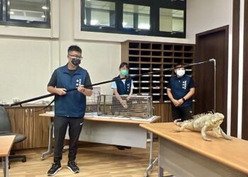 屏縣全力移除綠鬣蜥 一年抓萬隻!