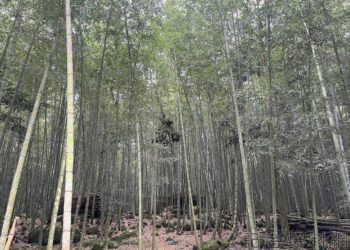 南投竹林經營面臨極大困境 縣府尋求企業公私合作