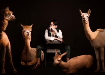 世界節日無奇不有 但你知道台灣也有「世界卡莫節」嗎?史上最懂敷面膜的駱駝就在Beauty Player