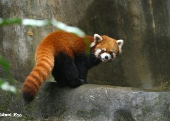 聖誕紅三寶 小貓熊、丹頂鶴、梅花鹿登場報佳音