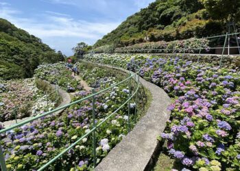 尋找童趣時光的花海之旅 竹子湖繡球花季繽紛登場