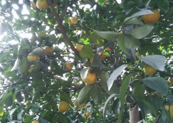 第13屆柳橙節12/9在中寮鄉公所前登場